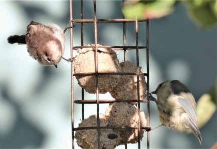 Long tailed tit and blue tit on fat balls.